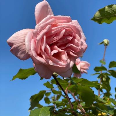 image156.JPG